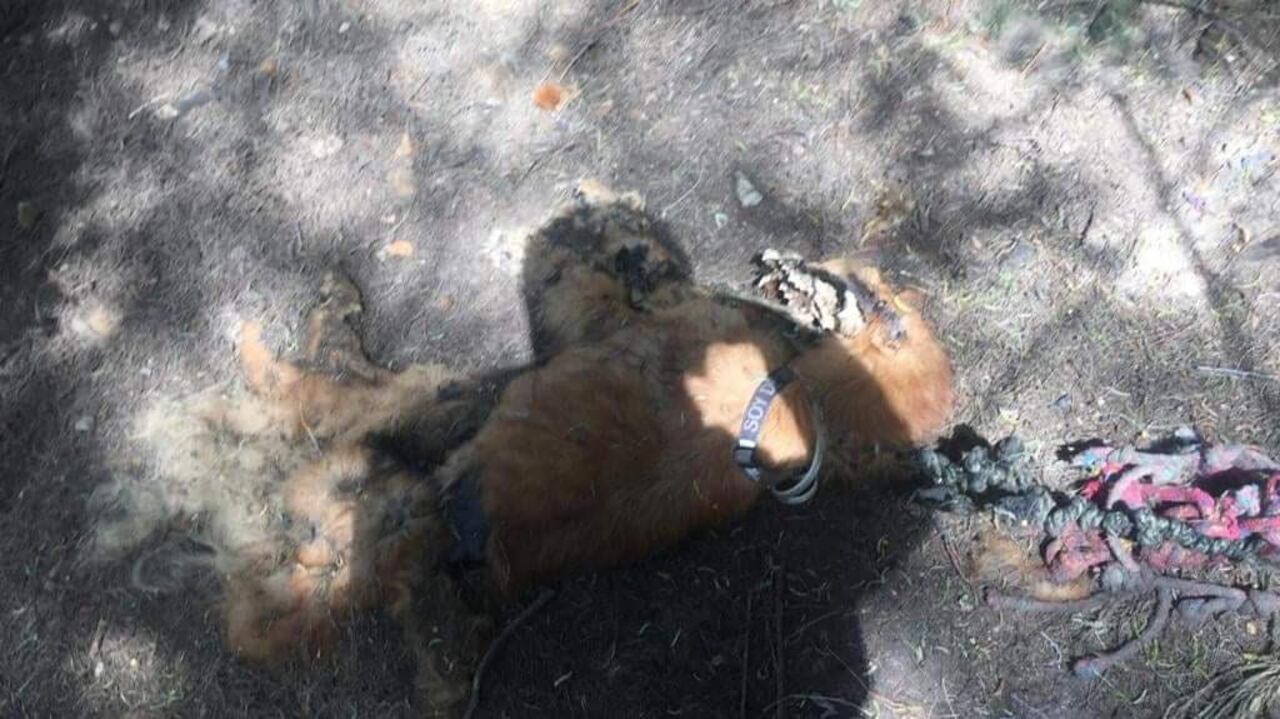 Uno de los perros muertos encontrados en el norte de Bogotá
