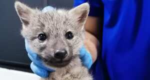 Zorro rescatado herido en una vía de Antioquia. Foto: Cornare.