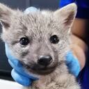 Zorro rescatado herido en una vía de Antioquia. Foto: Cornare.