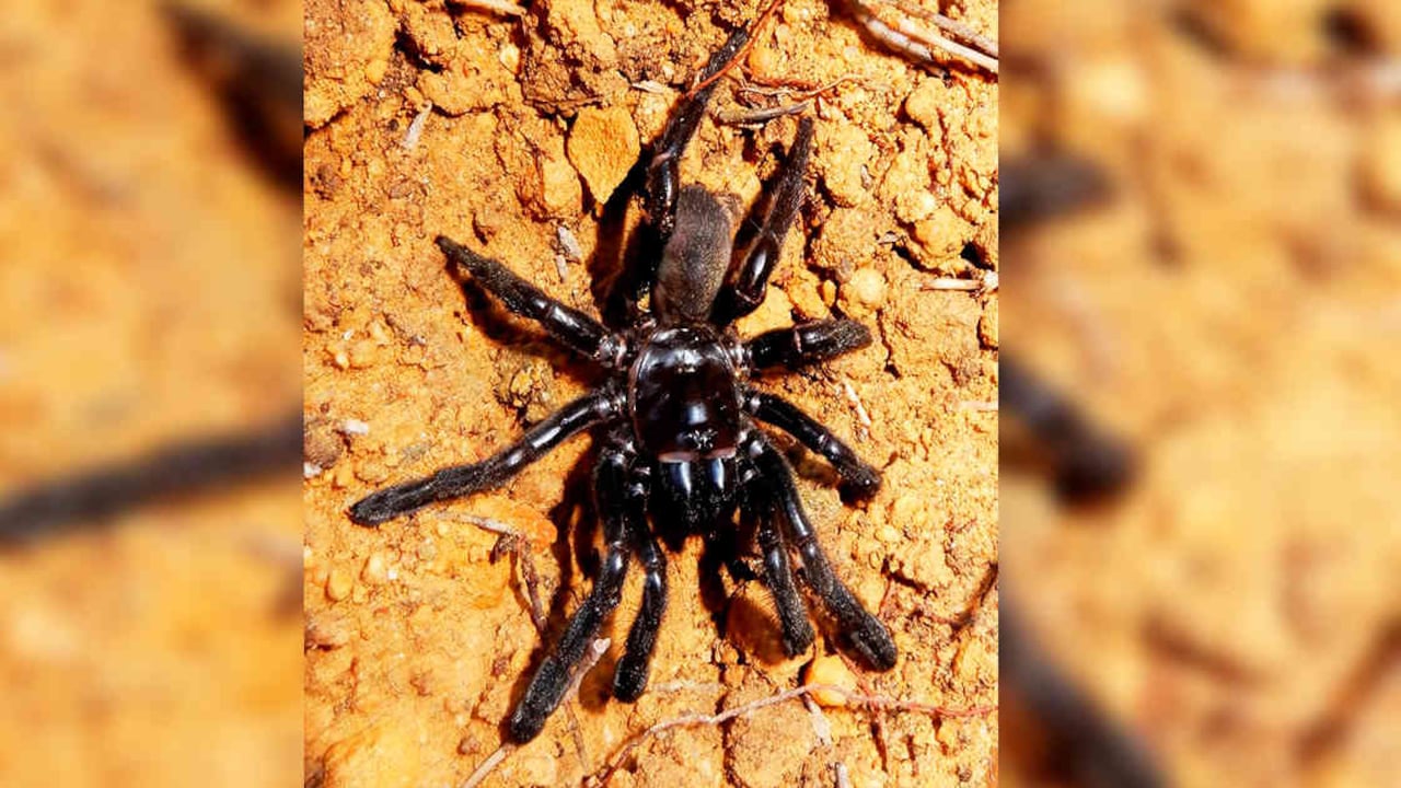 Las arañas generan miedos. Foto: Leanda Mason / Curtin University / AFP