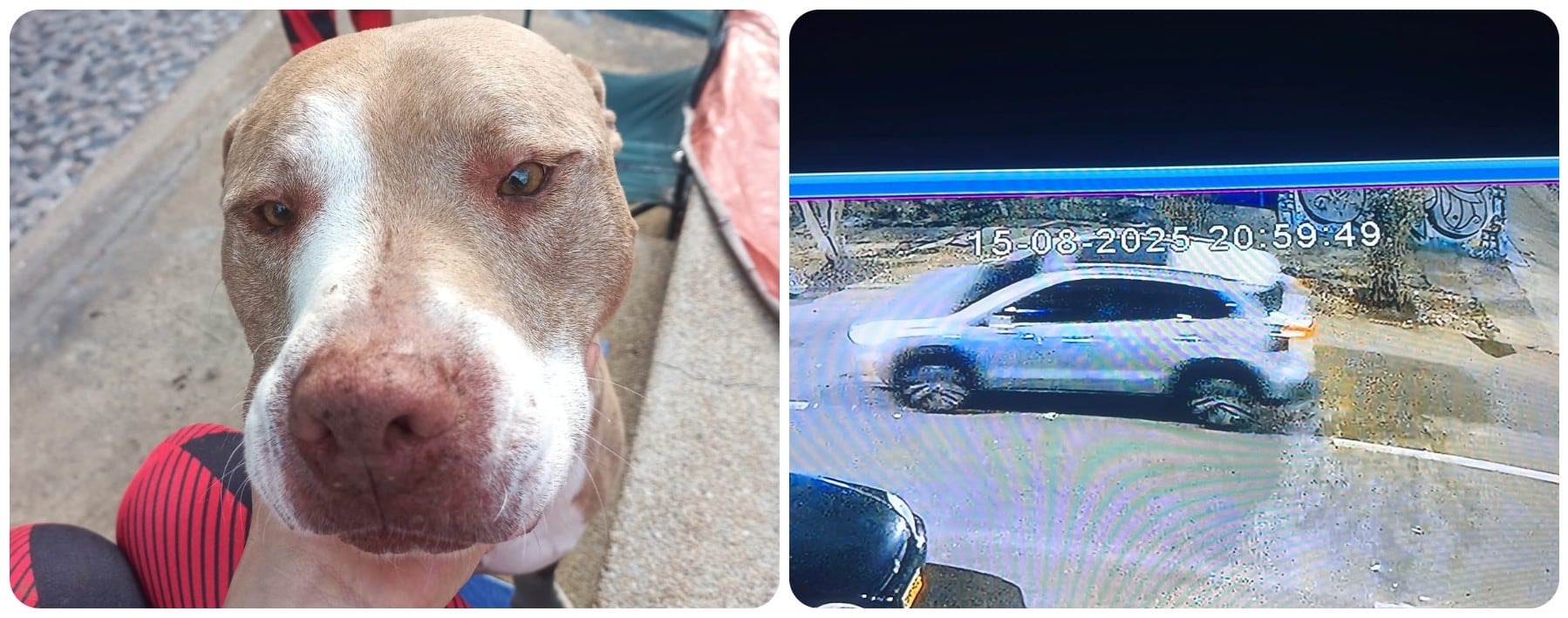 Perrito perdido tras robo de un carro