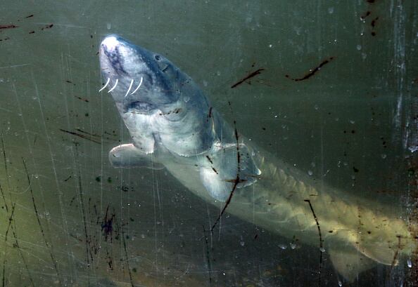 En los últimos tiempos se ha advertido sobre la aparición de algunos peces que antes no se habían visto y que se han convertido en invasores en algunos ecosistemas que corren riesgo por su presencia. (Photo by Wolfgang Kumm/picture alliance via Getty Image)