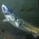 En los últimos tiempos se ha advertido sobre la aparición de algunos peces que antes no se habían visto y que se han convertido en invasores en algunos ecosistemas que corren riesgo por su presencia. (Photo by Wolfgang Kumm/picture alliance via Getty Images)