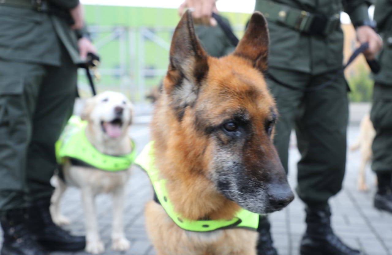 Entre las razas de los perros que prestan servicios a la Policía hay Pastor Alemán, Pastor Belga Mallinois, Labrador Retriever, Bloodhounh, Golden Retriever y Pastor Holandés.