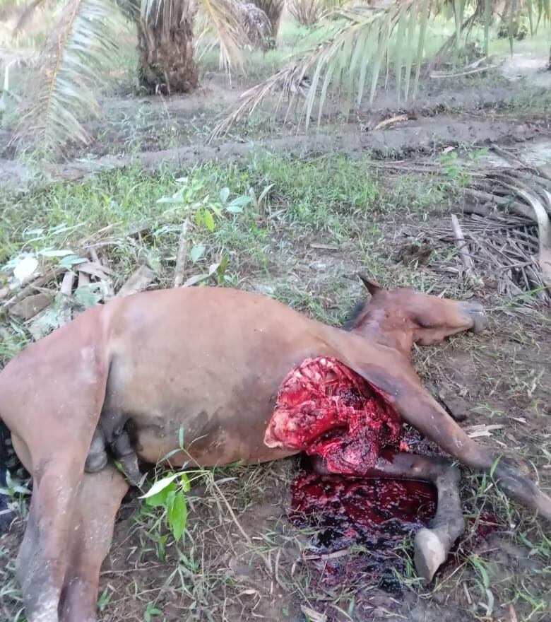 Los campesinos se encuentran atemorizados ante este panorama.