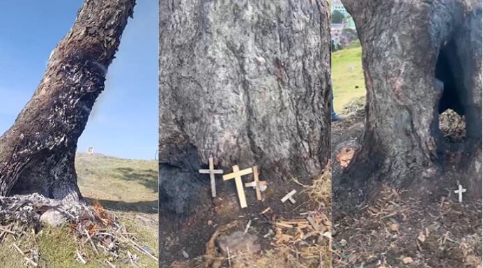 El Palo del Ahorcado o árbol de la vida, en la localidad de Ciudad Bolívar, fue vandalizado