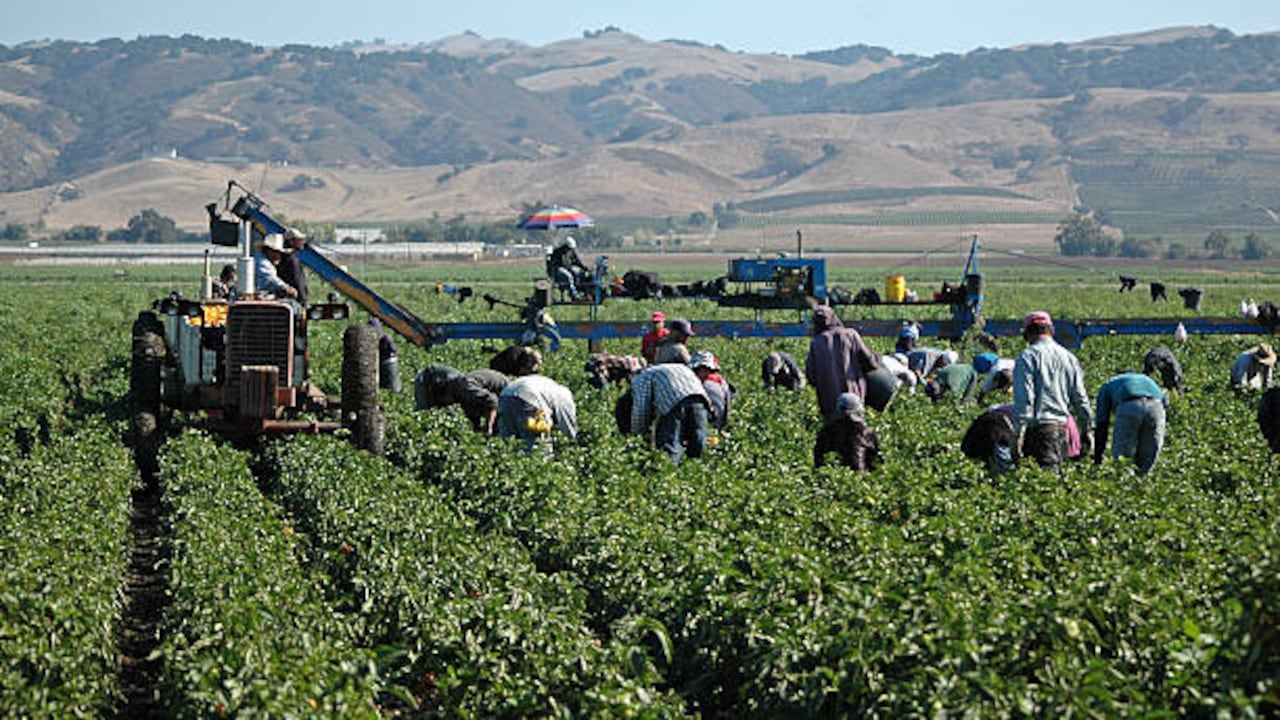 Los trabajadores extranjeros suelen ser muy solicitados en el sector de la agricultura.