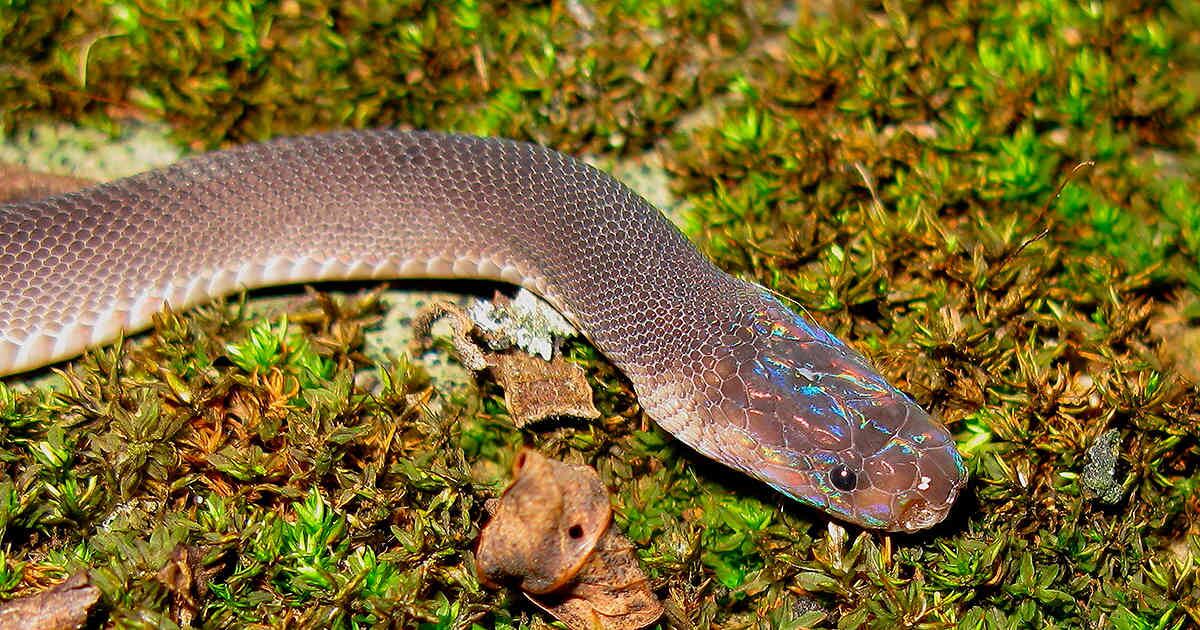 Esta es la serpiente arcoíris.  (Foto: AFP PHOTO / Alexandre Teynie)