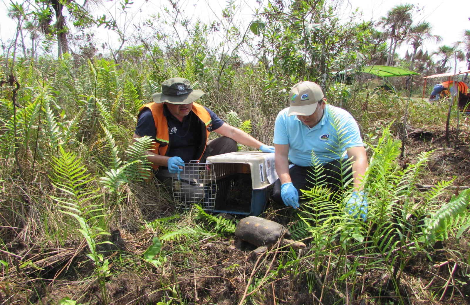 Luego de quitárselos a los traficantes de fauna, estos animales fueron atendidos, valorados y rehabilitados por biólogos, veterinarios y zootecnistas de la Secretaría de Ambiente. Foto: Cormacarena