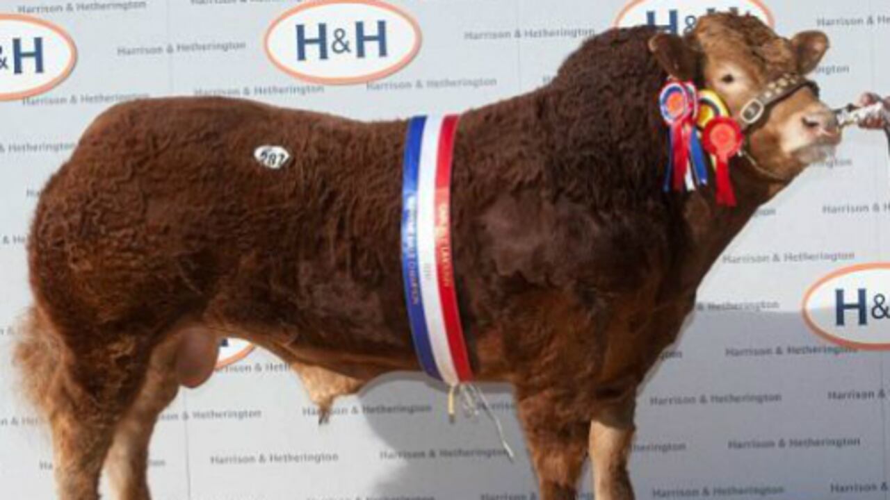 El granjero galés, Glyn Vaughan, vendió su mejor toro, un pedigrí llamado Dolcorsllwyn Fabio por tres veces más su precio estimado, es decir por US$203.280.