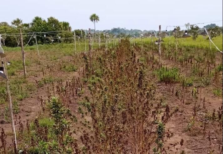 Denuncian ecocidio en el departamento del Meta.