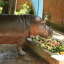 Esta imagen corresponde a 'Gustavito', el hipopótamo que fue hallado muerto con heridas de arma cortopunzante.