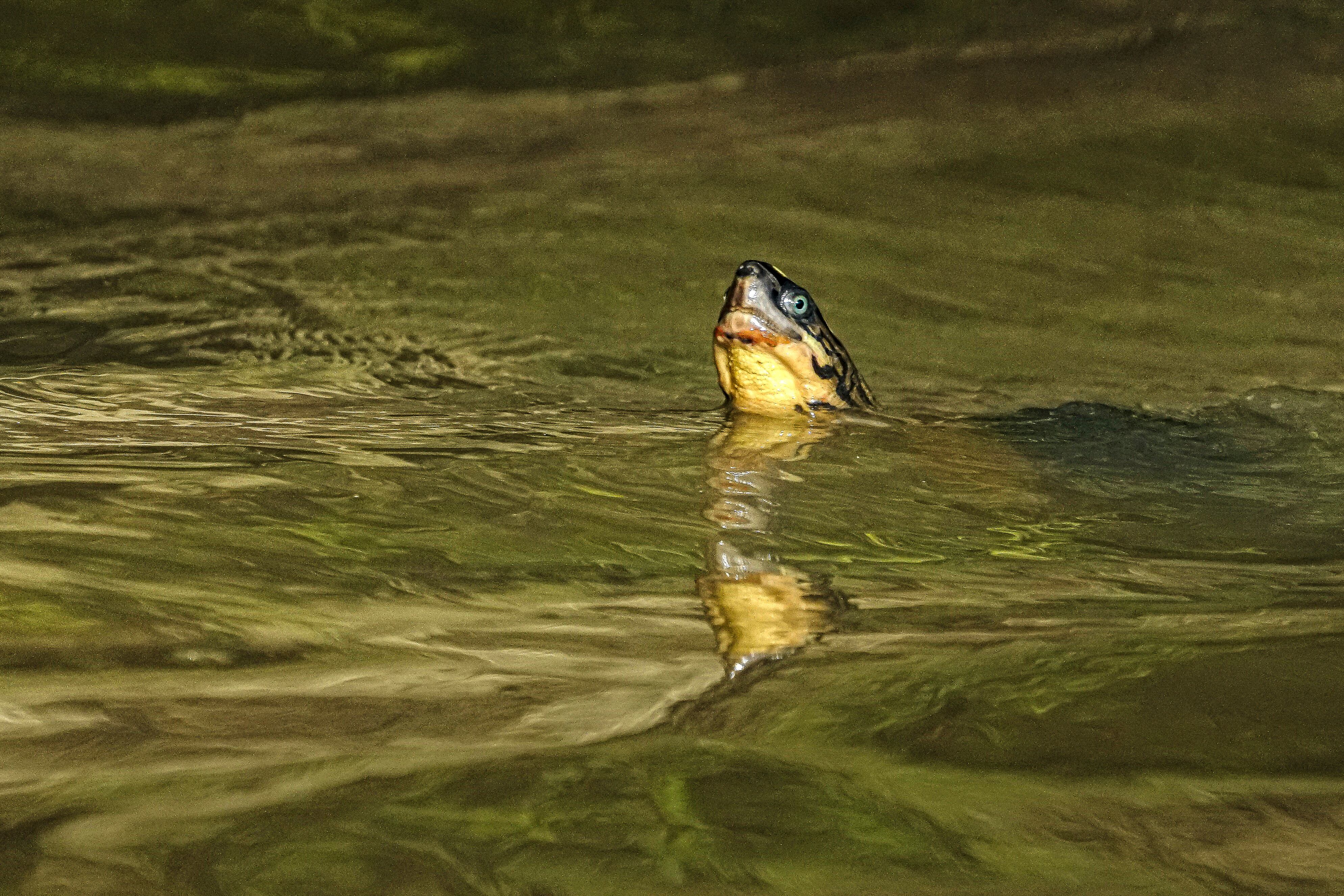 A hora y media de Buenaventura se llega a la comunidad negra de Puerto España por el río San Juan, en limites con el Chocó, la CVC liberó 22 tortugas, 2 boas, 7 babillas y 2 cangrejos que hacen parte de los animales silvestres atendidos, rehabilitados y ahora liberados por expertos en fauna