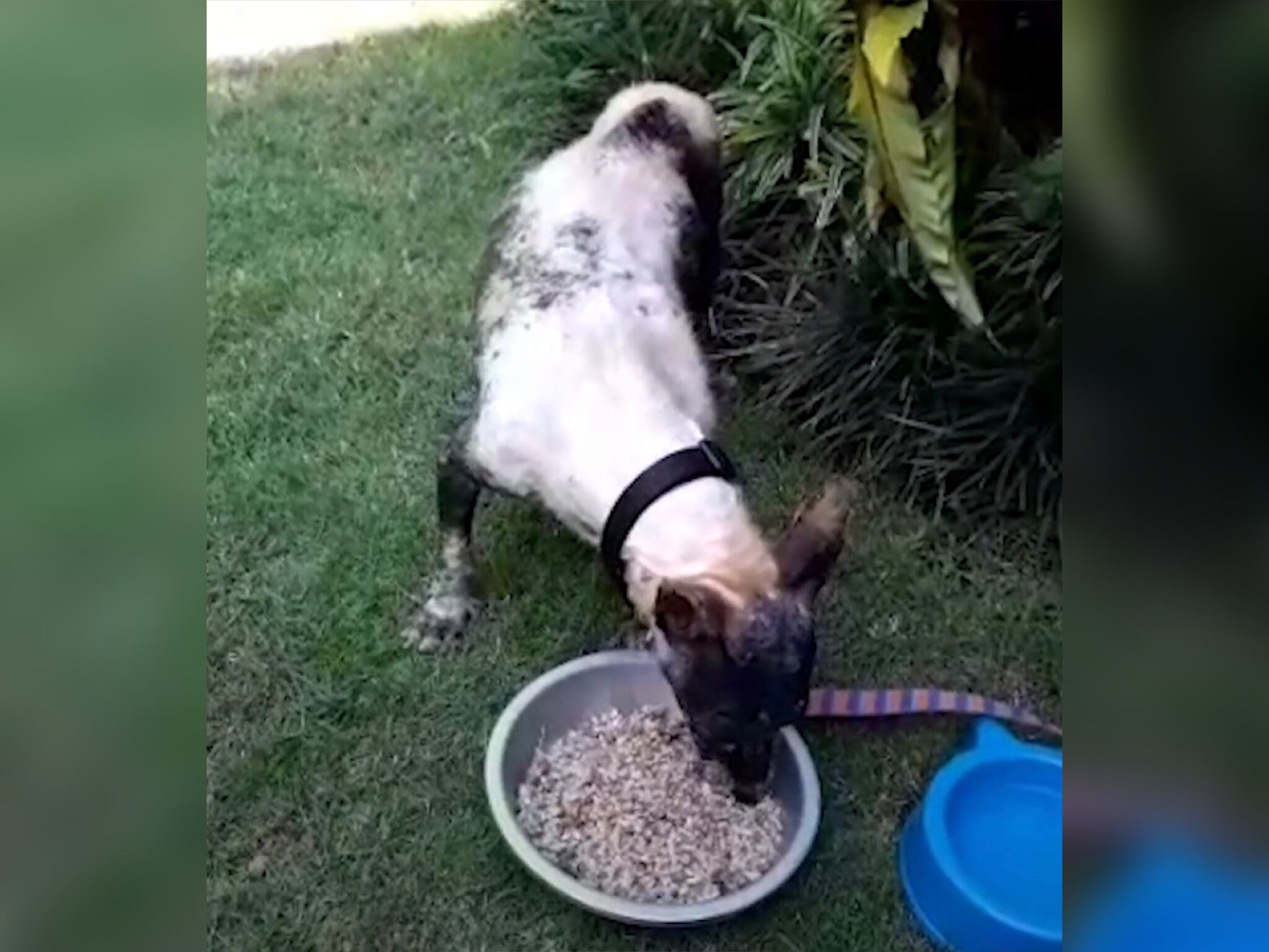 Perro rescatado. Foto: Captura de pantalla Twitter  @dodo