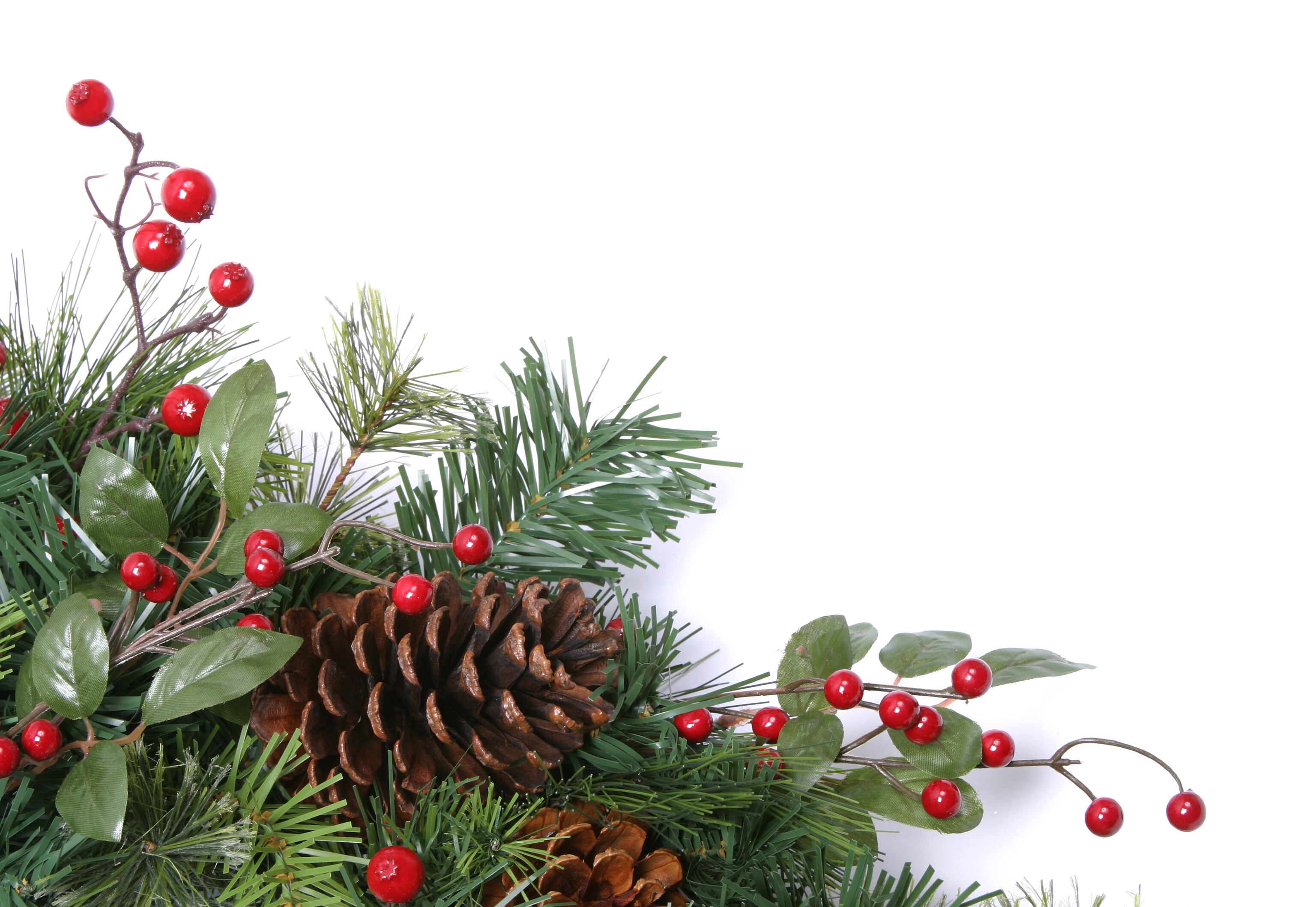 Acebo navideño - Imagen de referencia