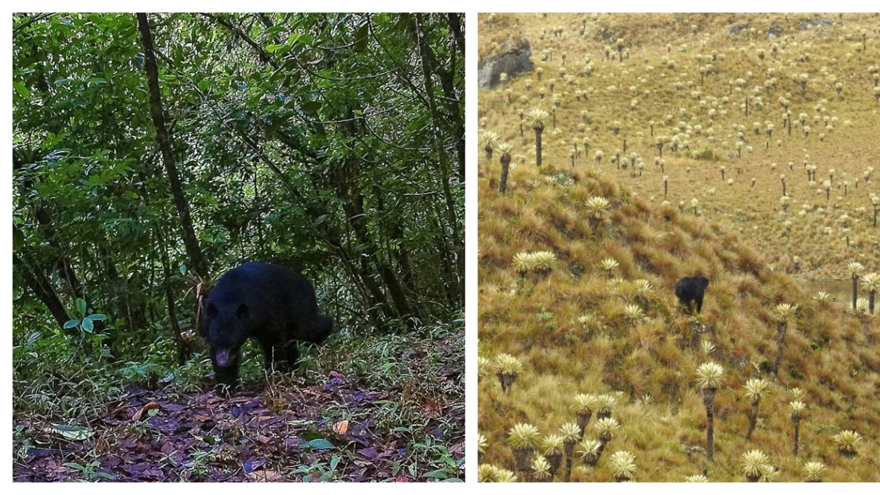 Dos osos andinos fueron registrados en los últimos días en diferentes regiones del país.