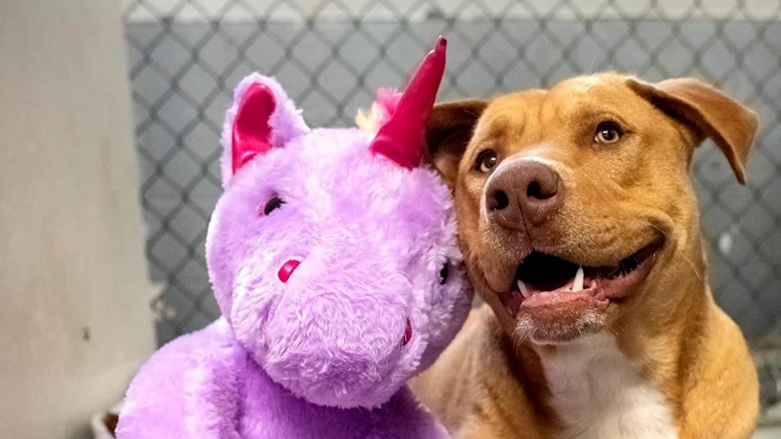 "Sisu" el perrito que se robó 5 veces un unicornio de peluche.