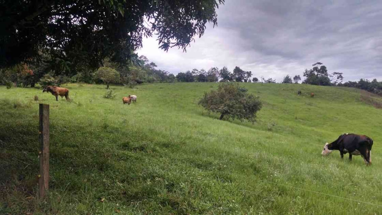 La ganadería figura entre los principales motores de la deforestación. Foto: Jhon Barros.