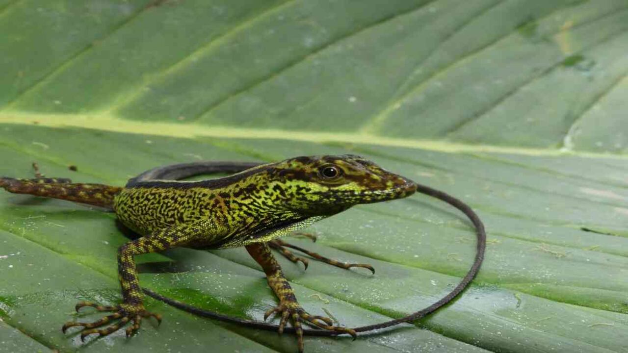 Fue bautizada dracula en honor a la reserva privada donde se encontró la especie y donde también viven grandes poblaciones de orquídeas dracula. Foto: Juan Pablo Reyes-Puig.