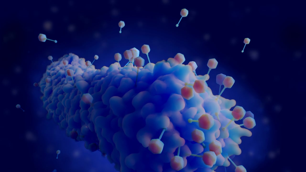 El cuerpo humano está lleno de bacterias, de hecho se estima que contiene más bacterias que células humanas.