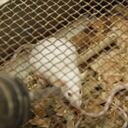 Este lunes fueron rescatados los 180 ratones que permanecían en el centro de investigación Caucaseco.