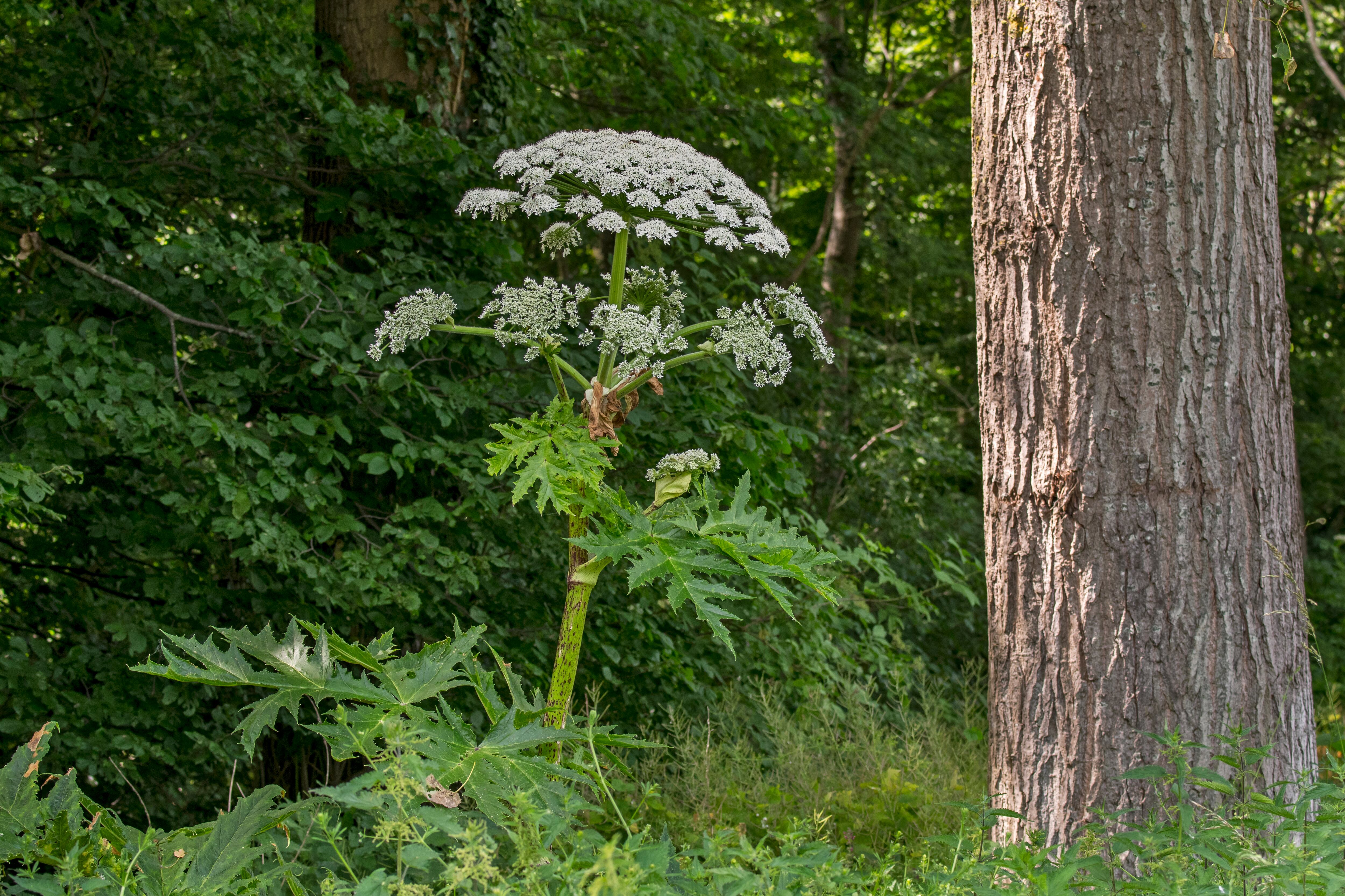 El perejil gigante en flor al borde del bosque.