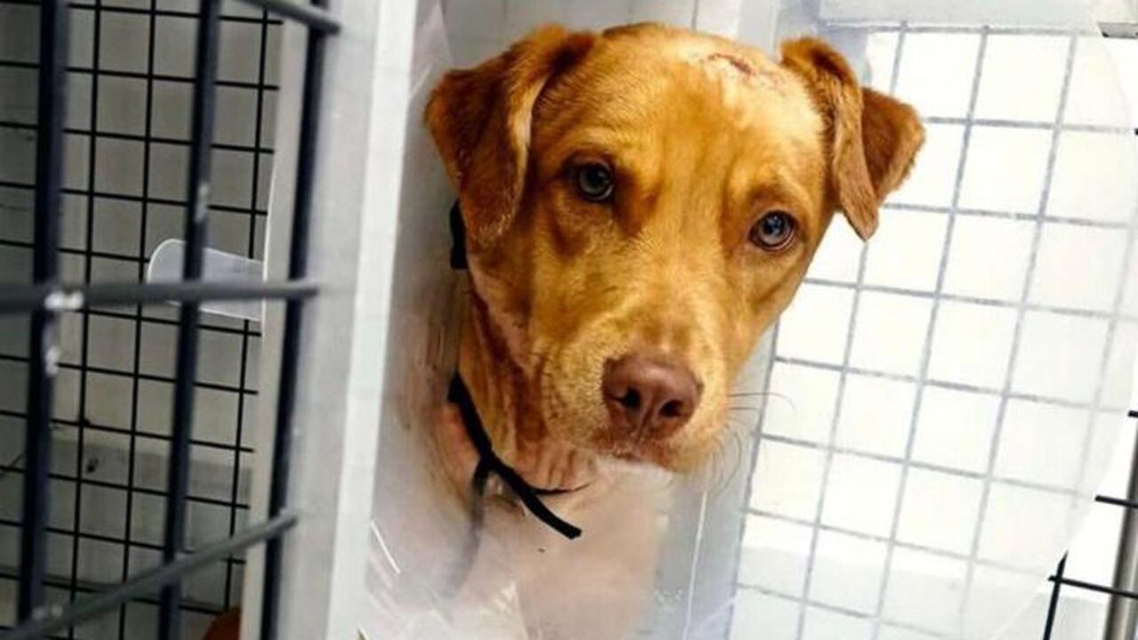 Canelo fue intervenido quirúrgicamente varias veces, luego de la agresión de la que fue víctima con una pulidora.
