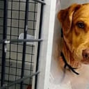 Canelo fue intervenido quirúrgicamente varias veces, luego de la agresión de la que fue víctima con una pulidora.