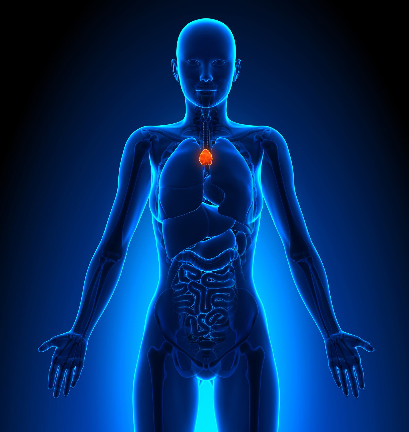 Thymus - Female Organs - Human Anatomy