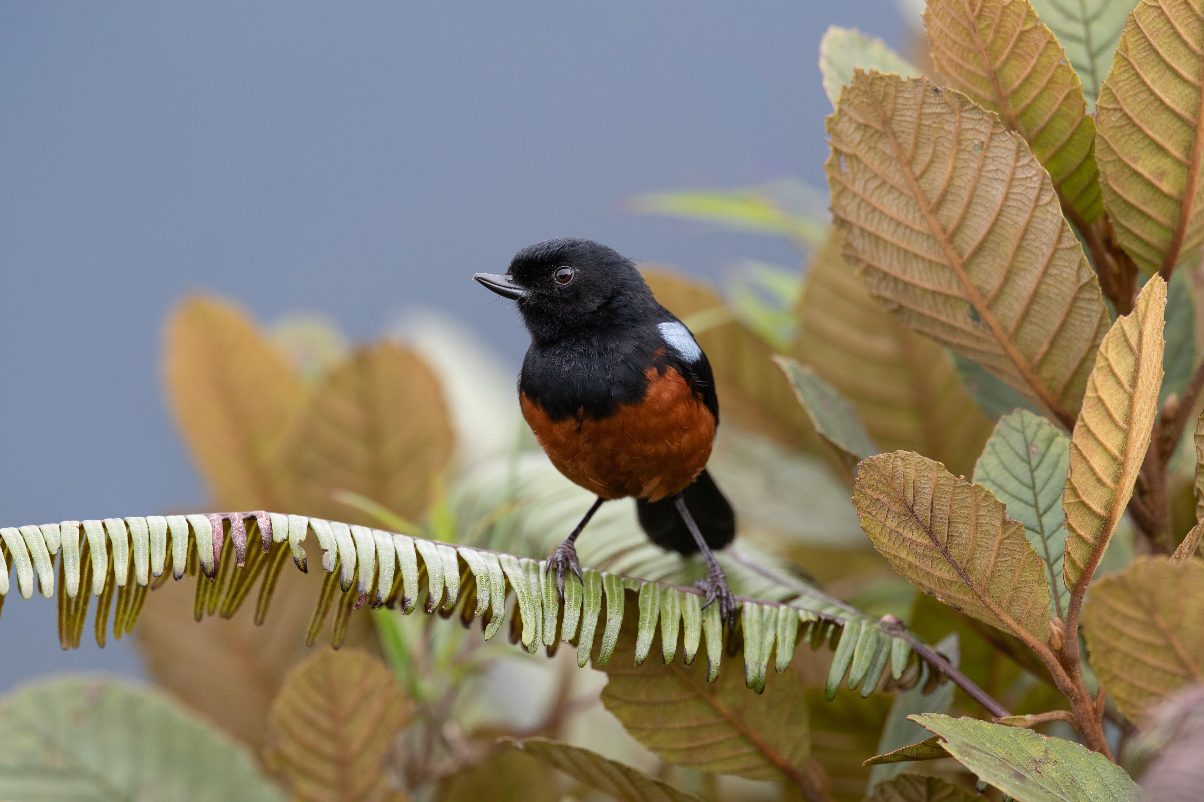 Avistamiento de aves