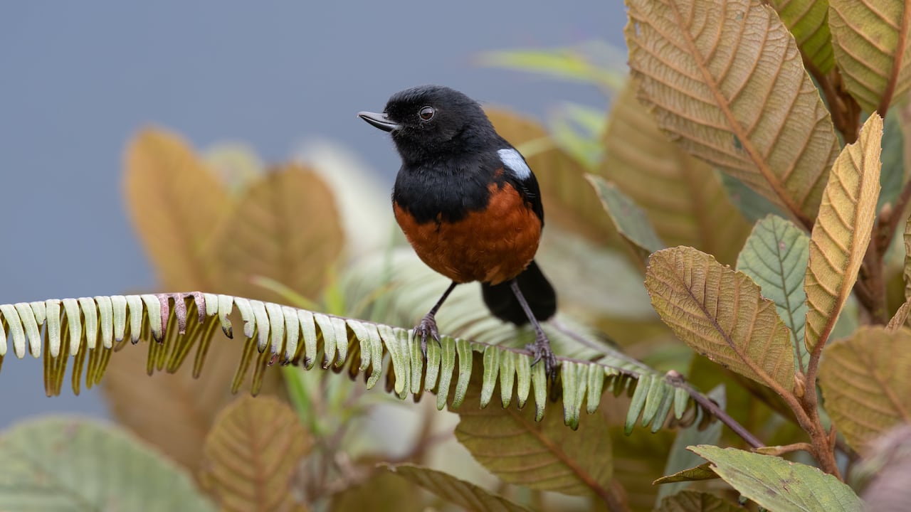 Avistamiento de aves