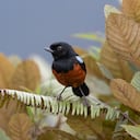 Avistamiento de aves