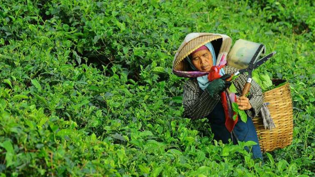 Según el Banco Mundial, el crecimiento generado por la agricultura es hasta cuatro veces más eficaz para reducir la pobreza que el crecimiento de cualquier otro sector.