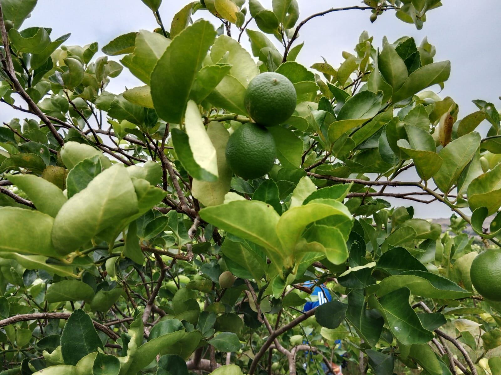 Lima ácida Tahití orgánica Parcelación la cuarenta, Campo Bello, Finca Liliana González, Nariño - Foto: Foto: Valentina Delgadillo Abello /SEMANA