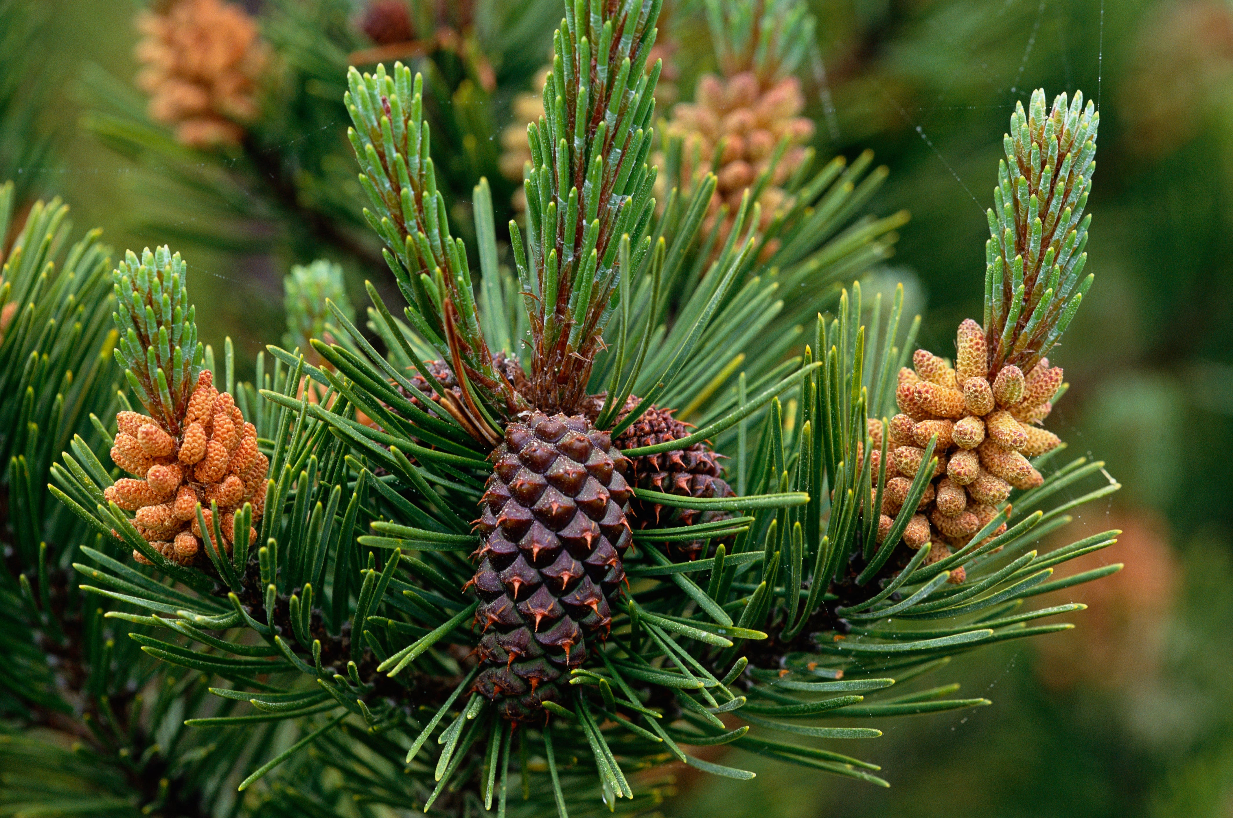 Así se debe utilizar la piña para matar cucarachas