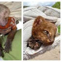 Estos animales fueron rescatados en diversas circunstancias y valorados por los especialistas ambientales. Foto: CVC.