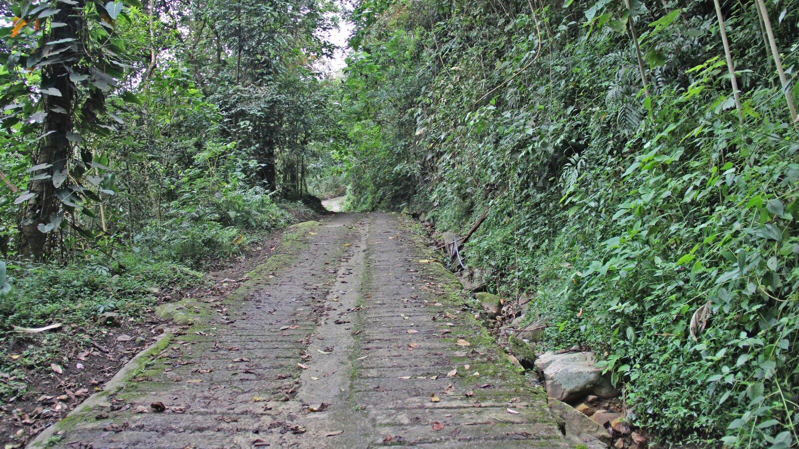 Procuraduría pide controles efectivos a la construcción de vías ilegales en la Amazonía colombiana (Imagen de referencia)