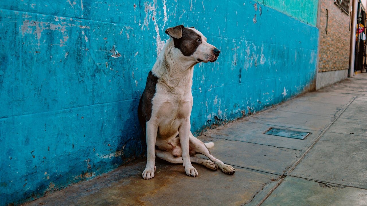 La iniciativa tendrá 3 fechas importantes y la inscripción debe ser de manera previa a través de los canales oficiales de comunicación de la fundación.