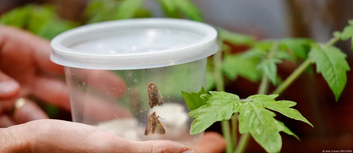 Un estudio reveló que las plantas emiten sonidos que insectos y animales pueden oír.