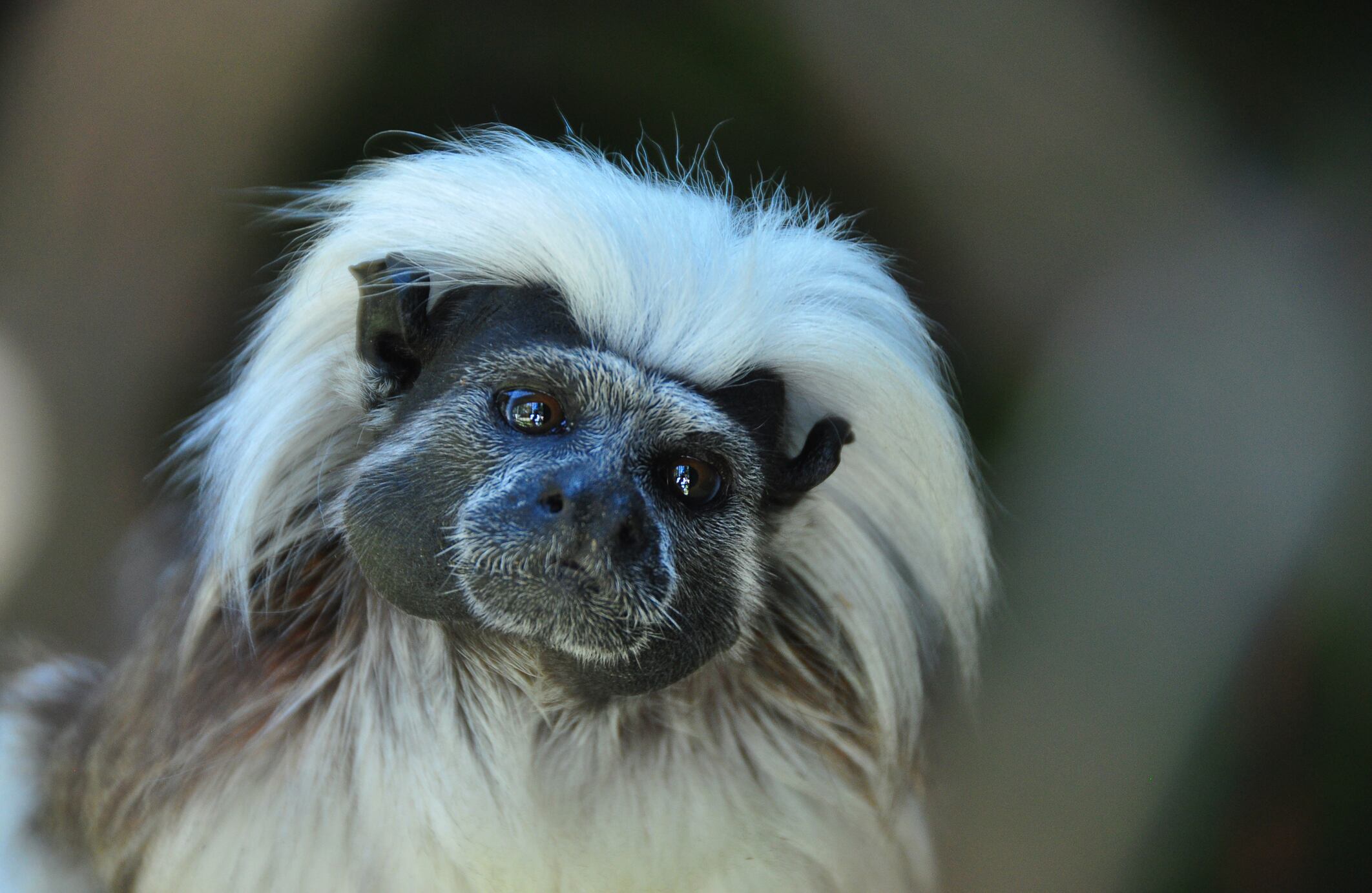 El tití cabeciblanco es un primate endémico de las selvas tropicales colombianas. De acuerdo con la Unión Internacional para la Conservación de la Naturaleza (UICN) se encuentra En Peligro Crítico de extinción por la pérdida de su hábitat y el tráfico ilegal; para evitar que desaparezca se trabaja en la conservación de más de 5 mil hectáreas de bosque en el Caribe.
