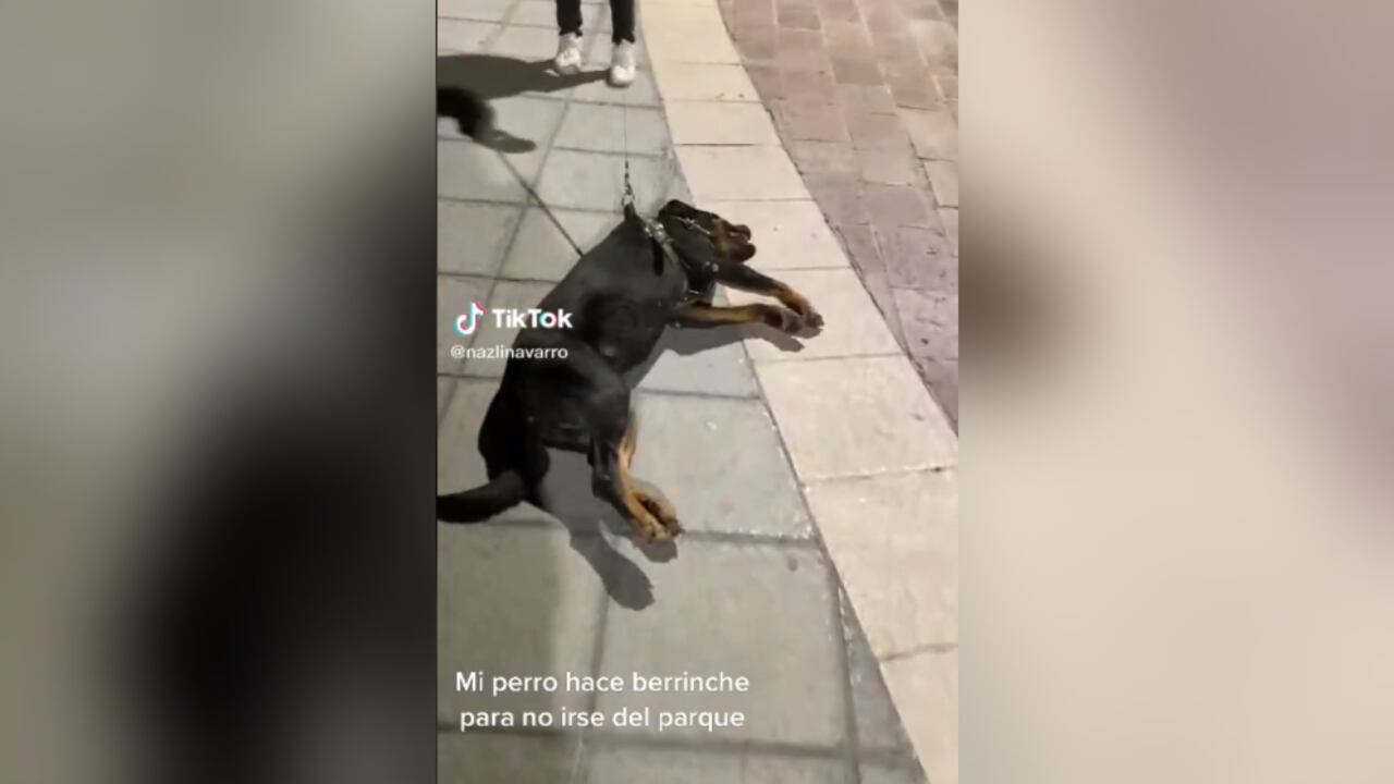 el perro se tira al piso cuando va en dirección a casa.