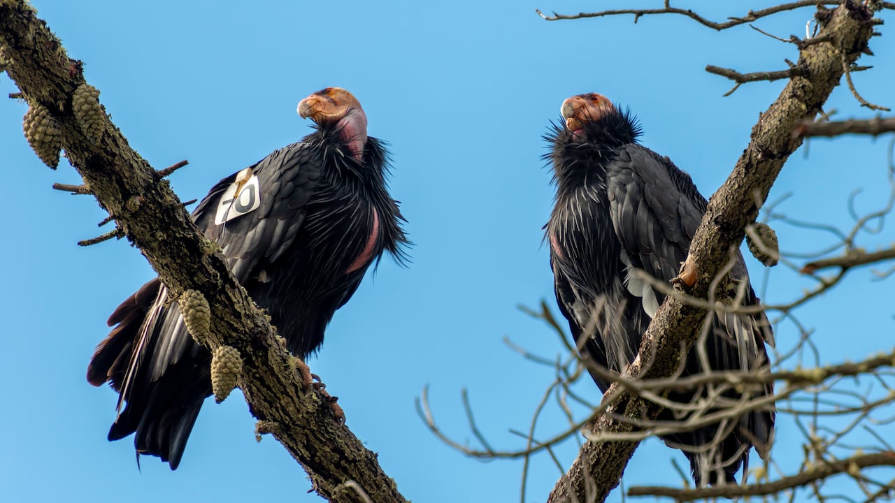 Biólogos de la Universidad de Hawái en Manoa y el Muséum National d’Histoire Naturelle en París, Francia, publicaron un artículo alarmante en la revista Biological Reviews.
