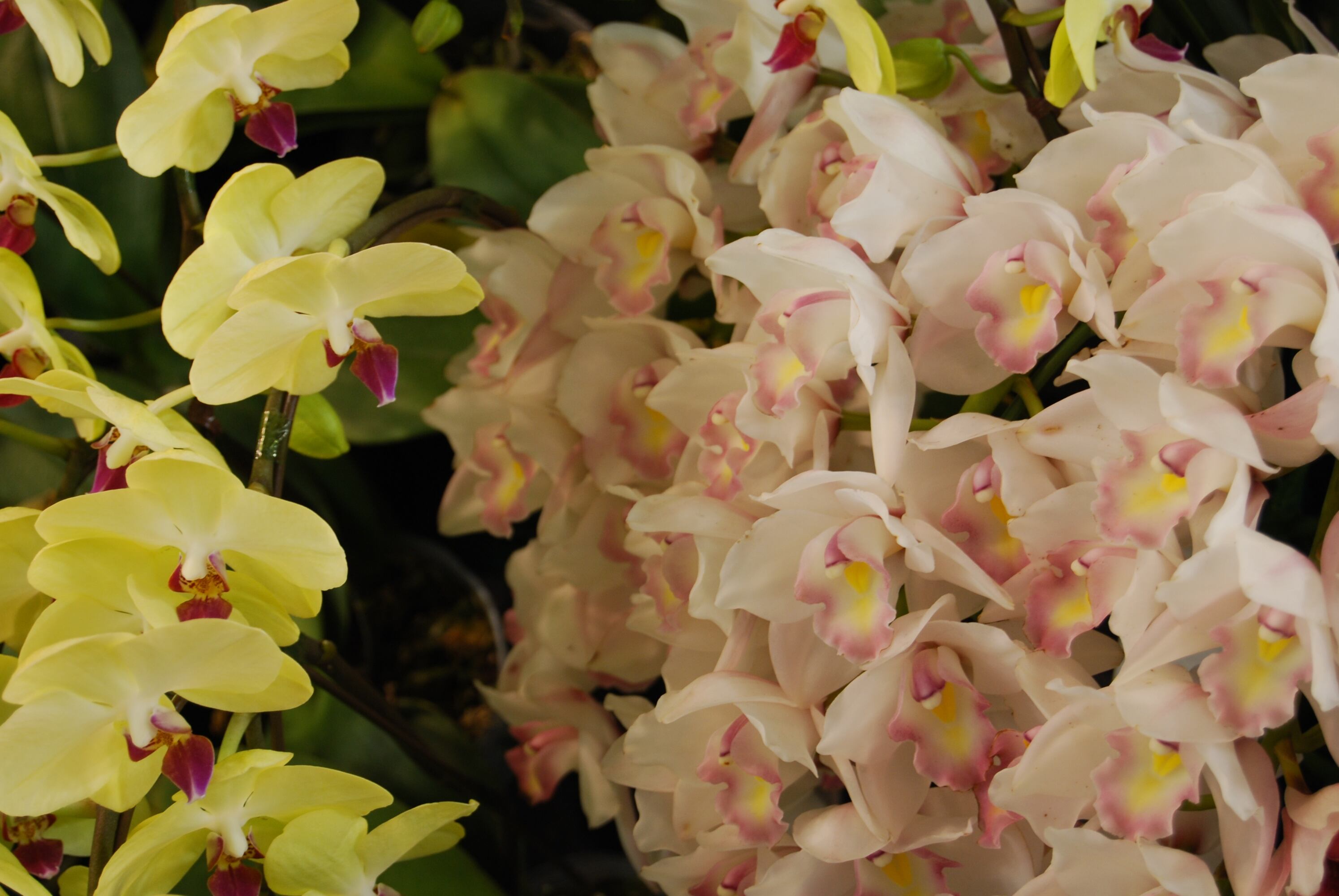 Las orquídeas necesitan ciertos cuidados para properar.