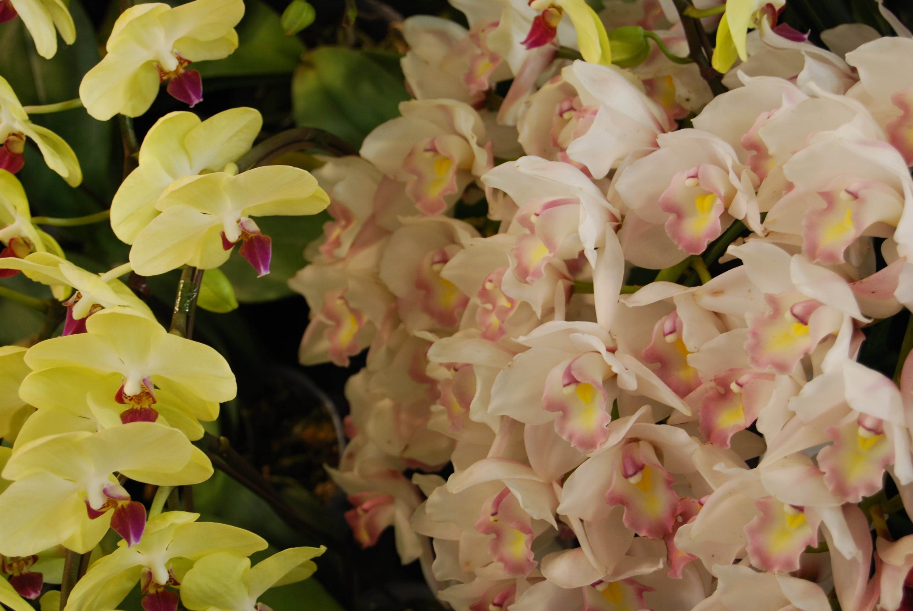 Las orquídeas necesitan ciertos cuidados para properar.