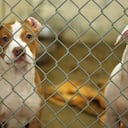dog eagerly awaits adoption from the animal shelter
