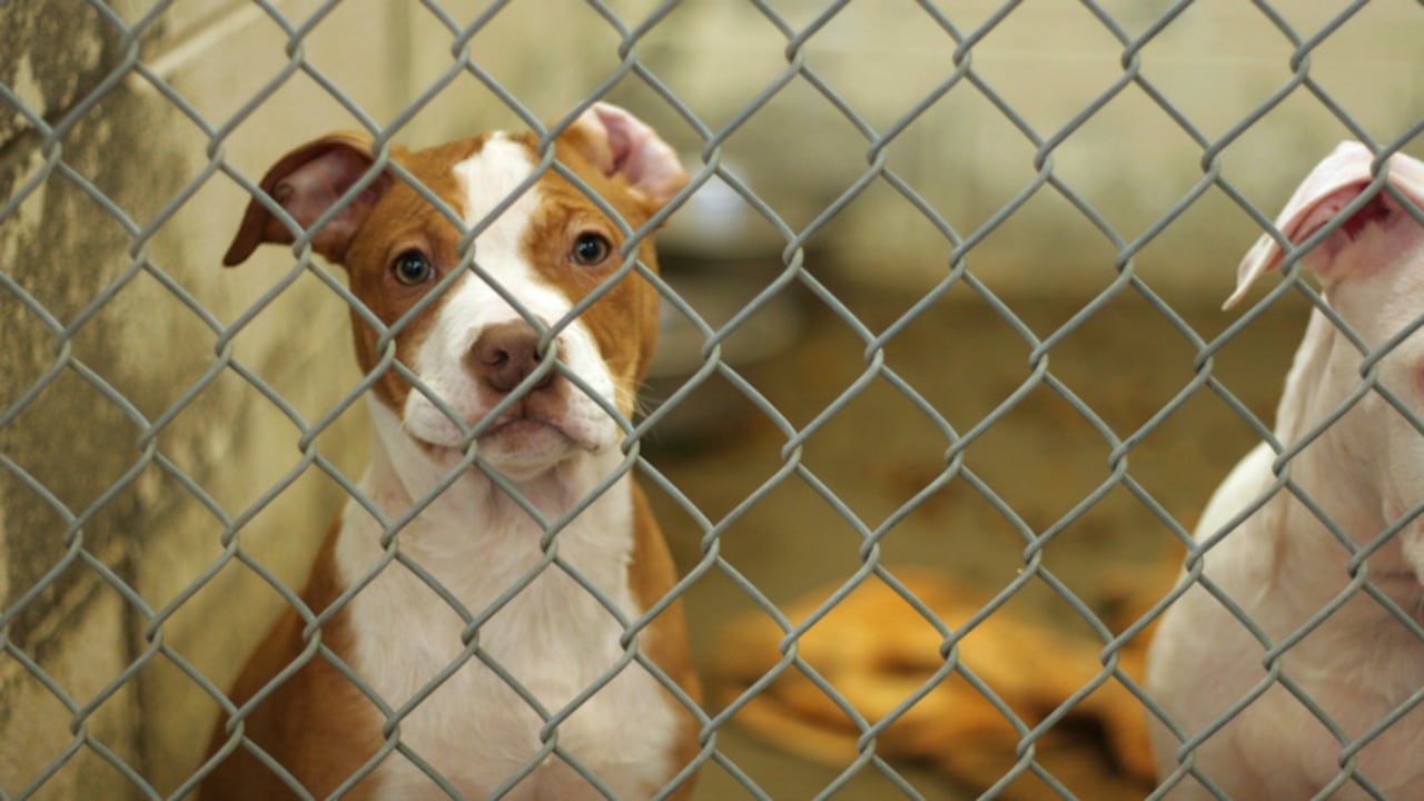 Hasta ahora, dos perros ya han muerto por síntomas consistentes con la bacteria, y eso es mientras la gente del refugio está tratando de correr la voz entre la comunidad.