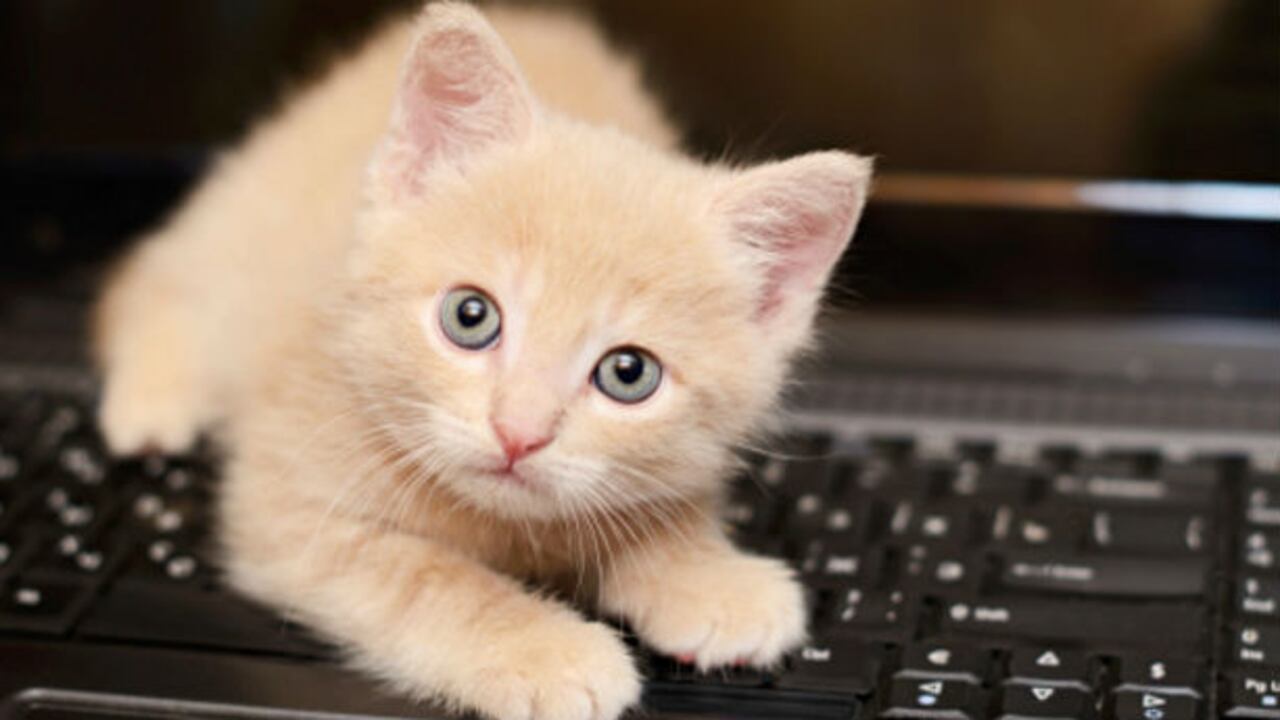 A pesar de la popularidad del gato como mascota, se sabe poco sobre su vínculo y relación con los dueños.