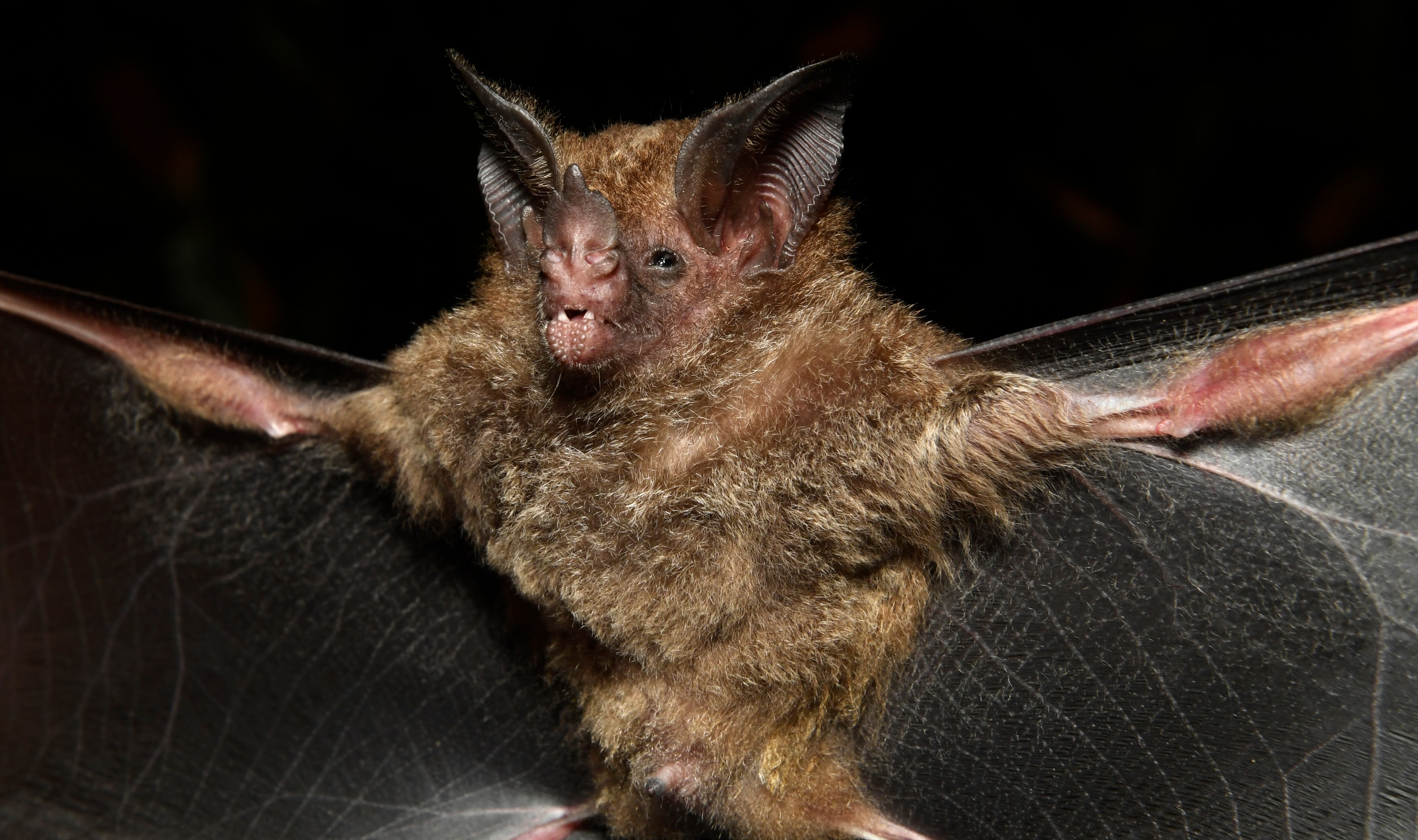 El virus tiene raíz en los fluidos de los murciélagos. 