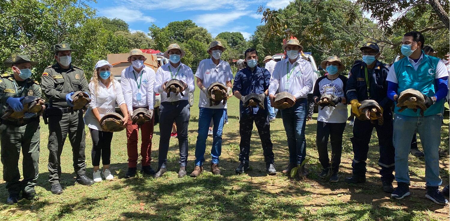 tortugas liberadas en Puerto López
