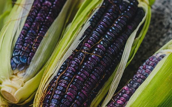 Maíz azul.